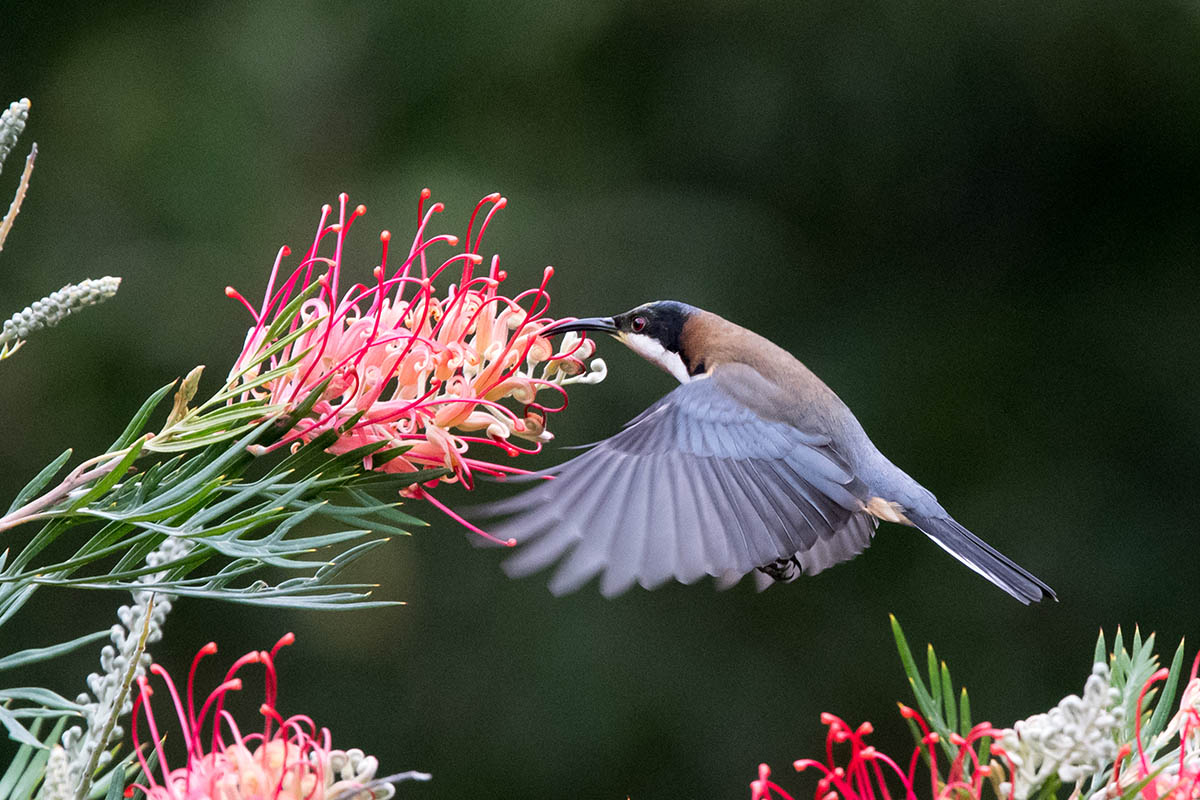 Eastern Spinebill (Acanthorhynchus tenuirostris)