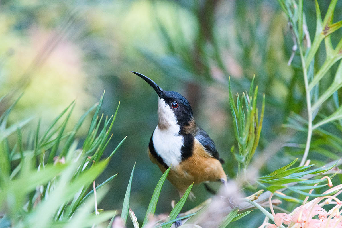Eastern Spinebill (Acanthorhynchus tenuirostris)